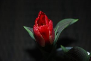 DSC_0289.jpg