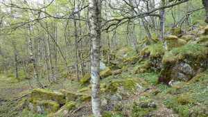 skog.jpg