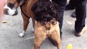 funny-gif-dog-butt-costume.gif