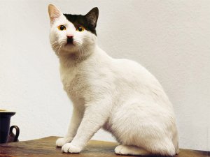 hitler-cat1.jpg