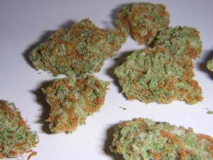 super-silver-haze-af-481342470.jpg