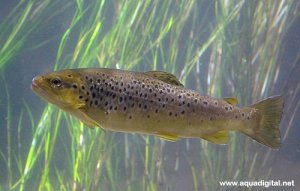 Salmo trutta fario.jpg