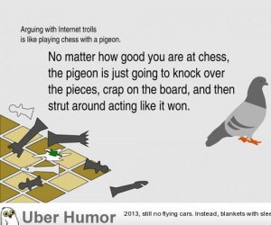 72-pigeon-chess-dfe25802-sz850x637-animate.jpg