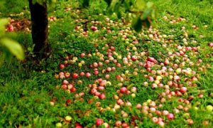 Windfall-apples-001.jpg