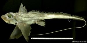 2118_chimaera-monstrosa-linnaeus-1758.jpg