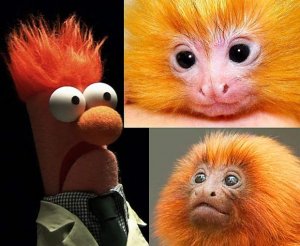 beeker-muppet-tamarins.jpg