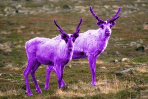 purple_rein.jpg