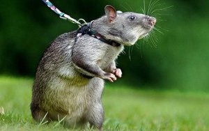 Sniffer-rat_1374916c.jpg