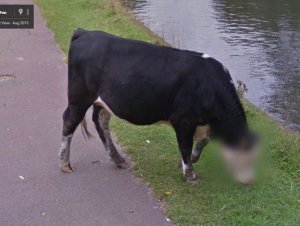 streetviewcow.jpg