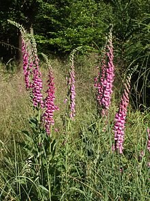 220px-Digitalis_purpurea_220605.jpg