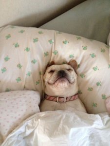 dog-sleeping-bed-funny-animal-photos-13__605[1].jpg