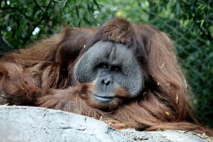 1200px-Orangutan2.jpg