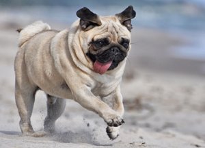 pug-info-446x320px.jpg