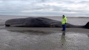 _88097997_coastguard_whale.jpg