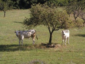 chianina.jpg