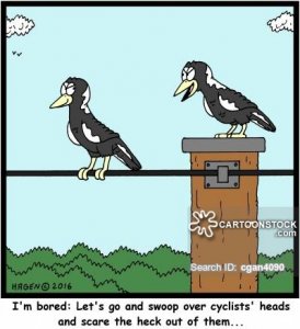 animals-magpies-cyclist-cycling-birds-pranks-cgan4090_low.jpg