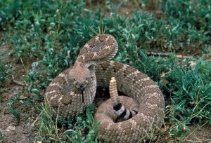 Crotalus_atrox_USFWS.jpg