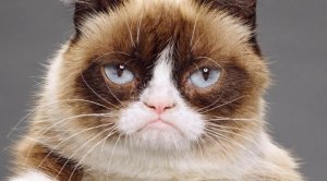 grumpycat-385-sized.jpg