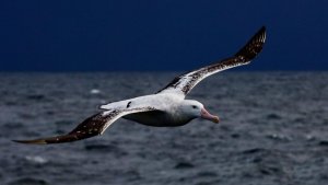 3428958-albatross-wallpapers.jpg