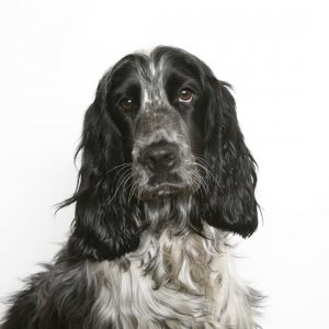 English_Cocker_Spaniel_blac.jpg