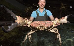 big_crab.jpg