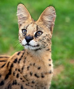 Serval.jpeg