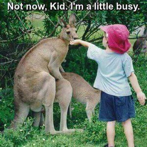 Not-Now-Kangaroo_mini-tiny.jpg