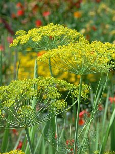 dill_flower.jpg