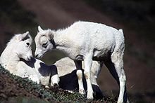 Dall sheep.jpg