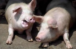 laughing-pig.jpg