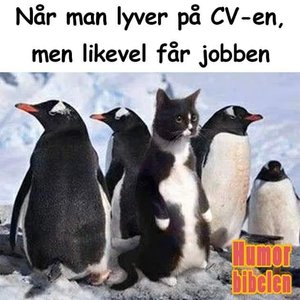 Lyver På CV.jpg